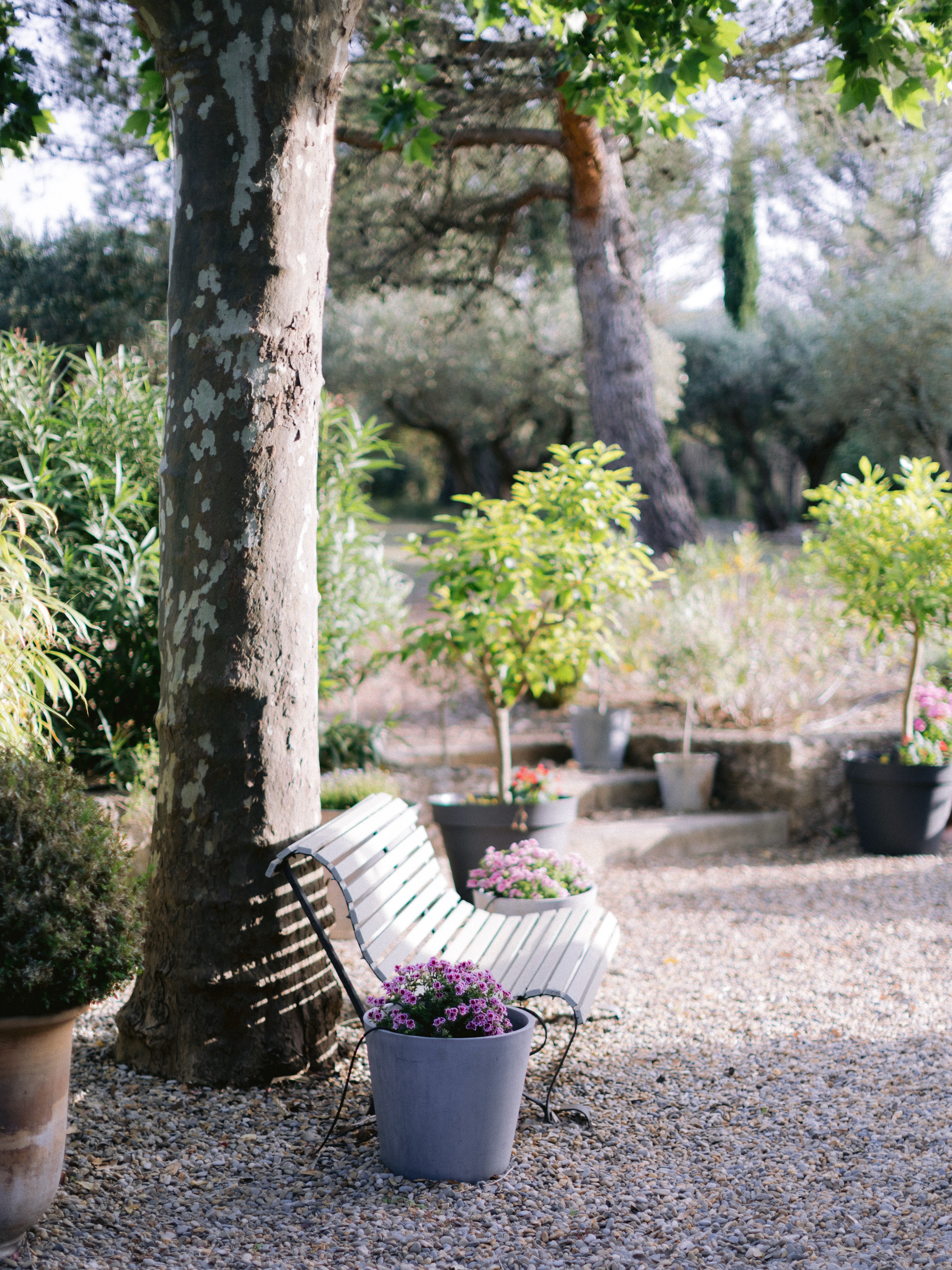 A serene garden with a bench under a tree, surrounded by potted plants and olive trees, bathed in soft daylight.